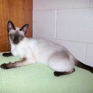 Seal Point Siamese