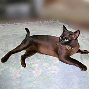 Brown Burmese Stud