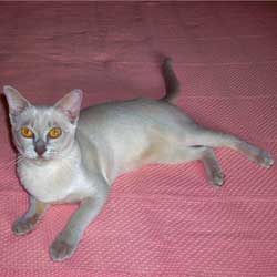 Lilac Burmese Female