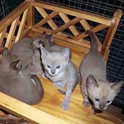 Tonkinese kittens - their mother is Ganomee Mirra Morn