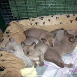 Tonkinese kittens - their mother is Ganomee Mirra Morn