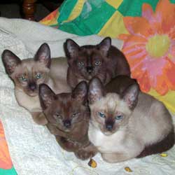 Burmese & Tonkinese kittens - mother is Ganomee Mirra Morn